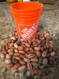 Fresh Canary Island date palm seeds 2025