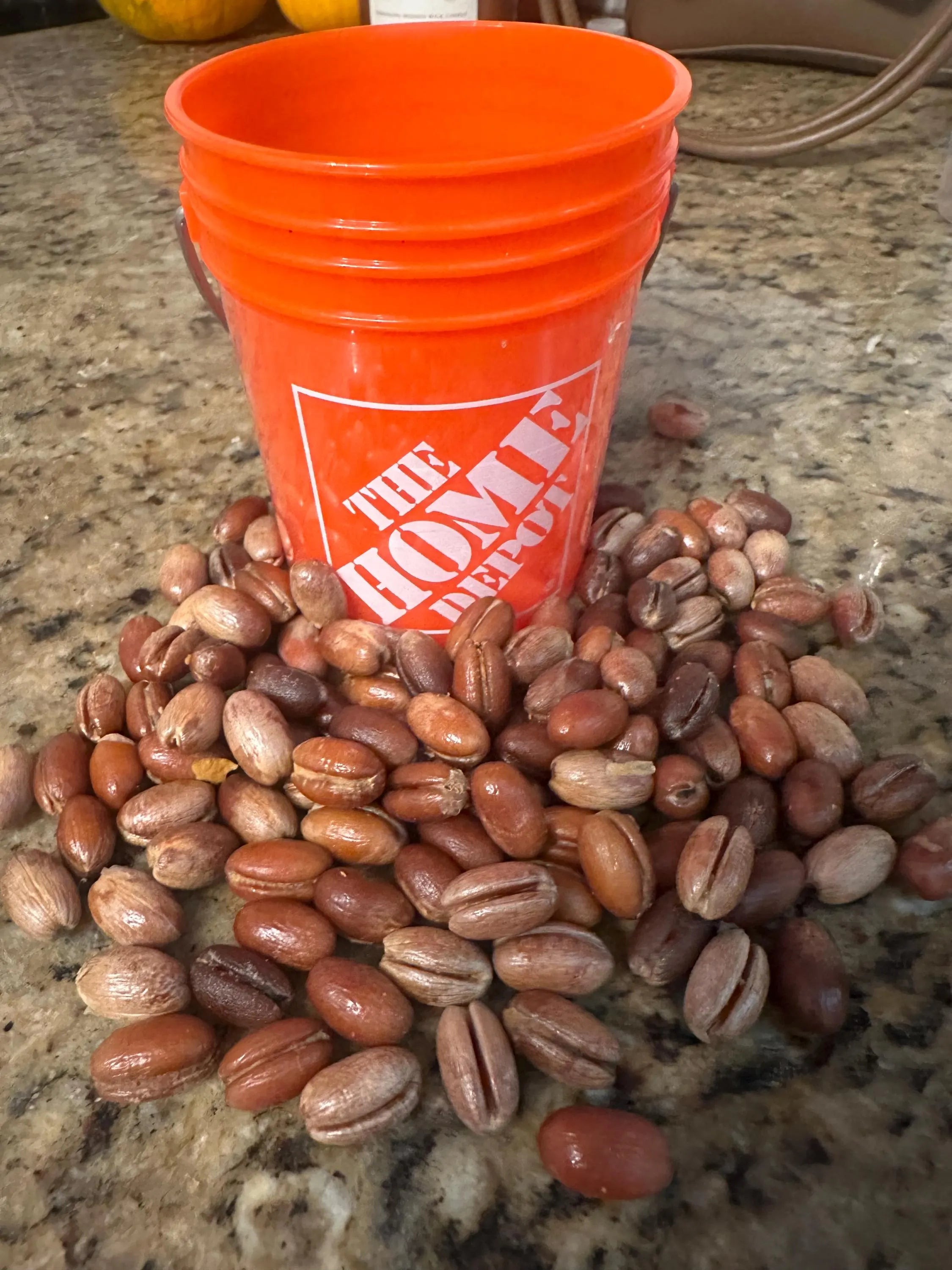 Fresh Canary Island date palm seeds 2025