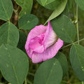 Clitoria ternatea Double Pink | 20_Seeds