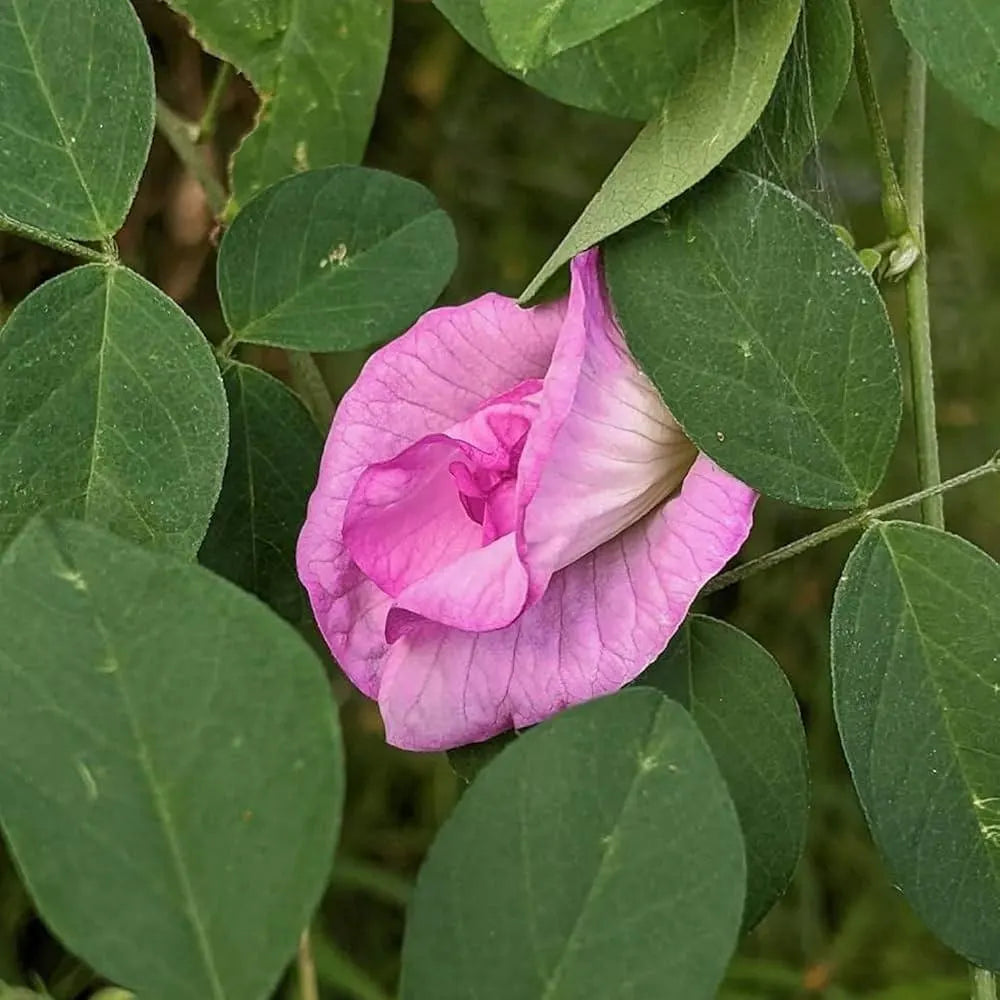 Clitoria ternatea Double Pink | 20_Seeds