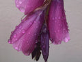 Dierama - Blackberry Bells seed