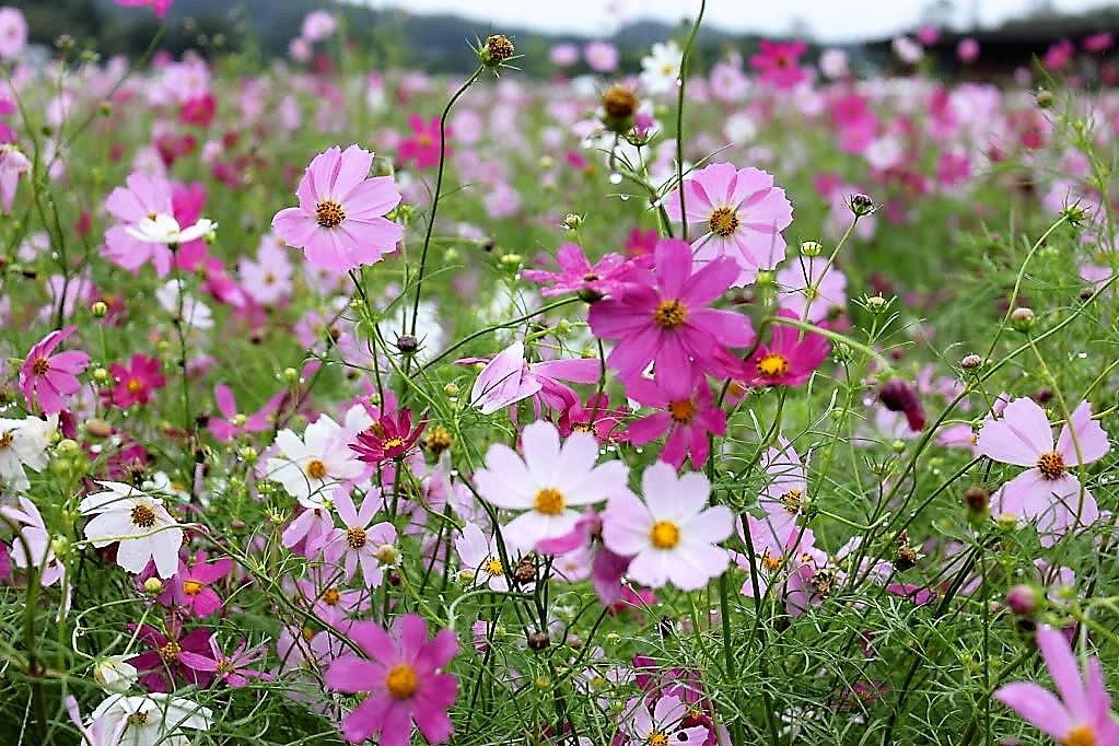 50/250/500 COSMOS SENSATION MIX Mixed Colors Cosmos Bipinnatus Flower Seeds(50 Seeds)