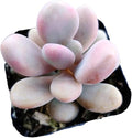 Pachyphytum oviferum  Pink Moonstone Succulents, Rare Smalndoor House Plants for Home GardenWedding Decor Party Favor.(1pc)