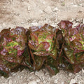 Lettuce Alkindus butterhead  pelleted organic seed 20/100/200(20 Seeds)