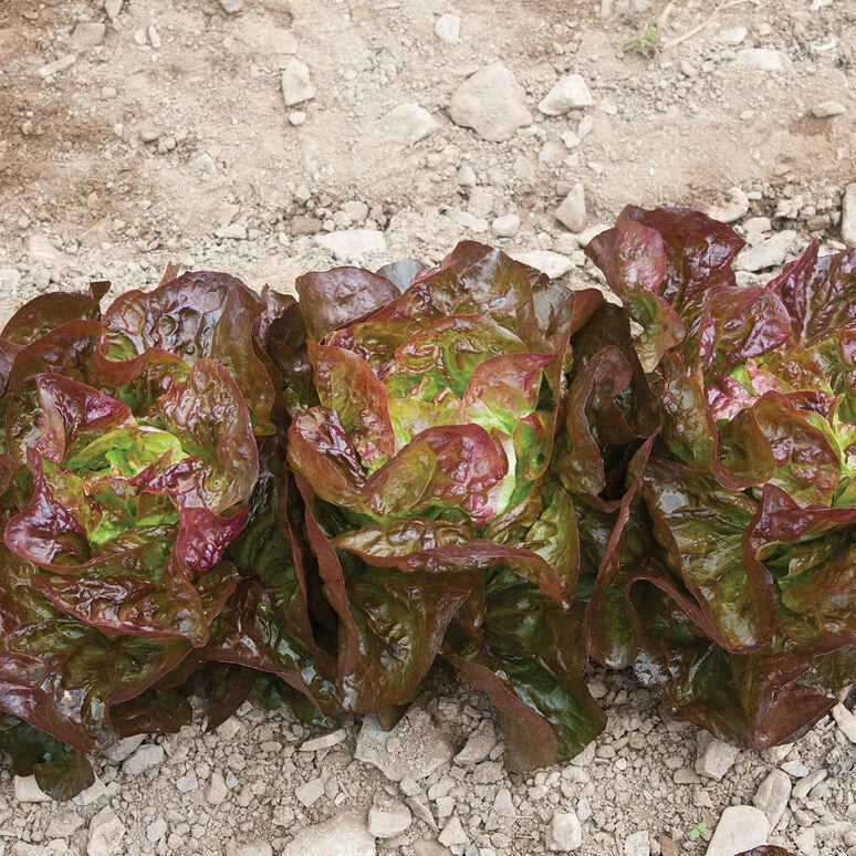 Lettuce Alkindus butterhead  pelleted organic seed 20/100/200(20 Seeds)