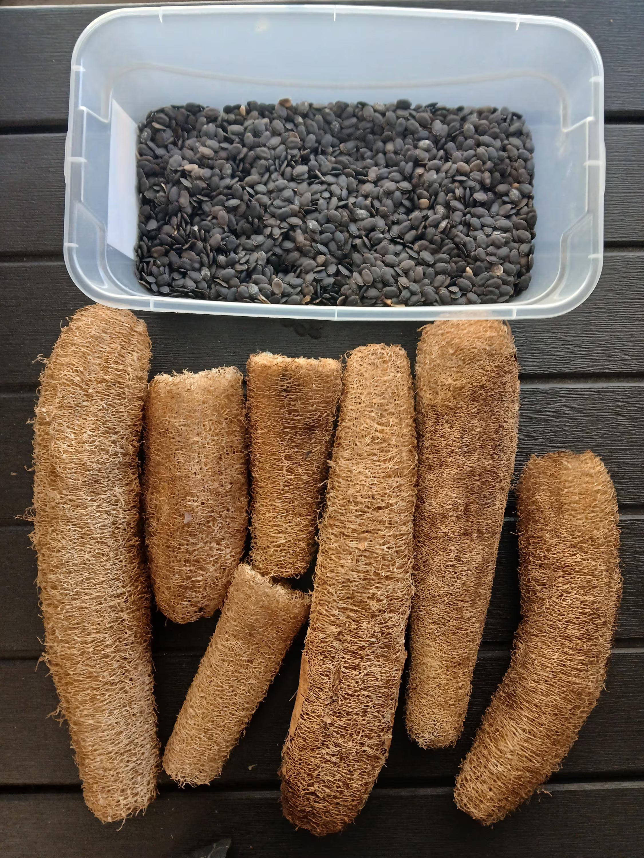 30 SEEDS Luffa Aegyptiaca, loofah sponge gourd, Egyptian cucumber vine or Vietnamese vegetable, grow for food or make natural sponges.