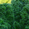 Heirloom Vates Blue Curled Scotch Kale - Grown in USA ! Tasty ! Fresh ! Healthy !