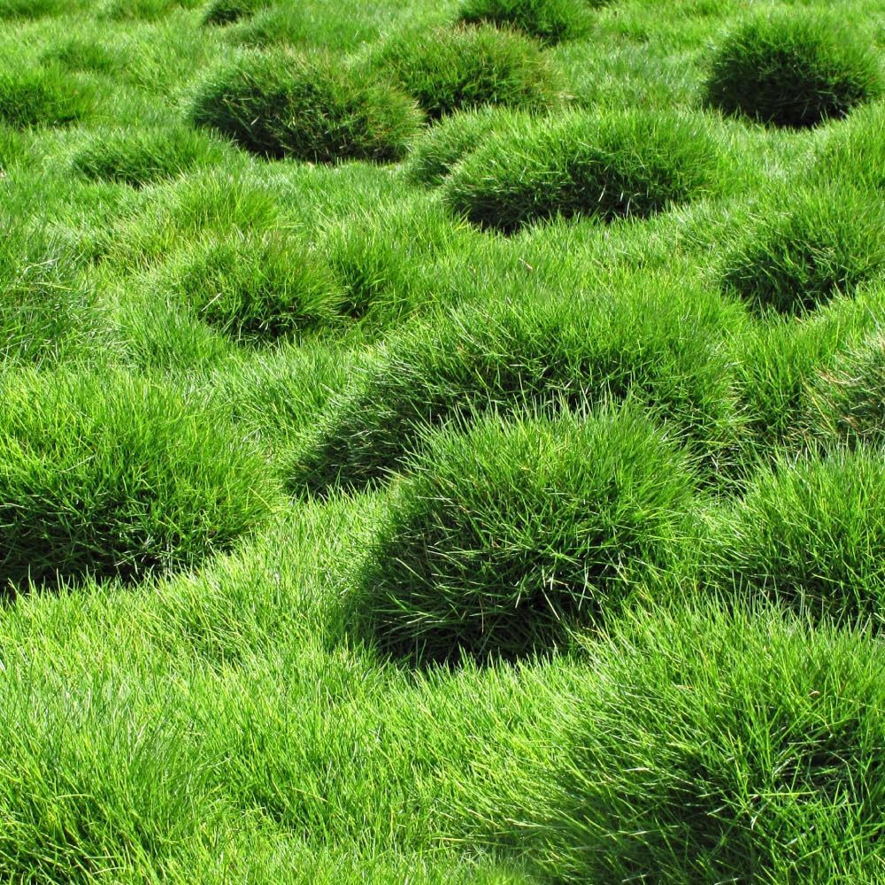 1/2 LB Zoysia Grass Seeds Perennial Tropical Fine-Texture Turf Grass Seeds Ground Cover Golf Greens Yard Parks Lawns Seed Low Maintenance(2)