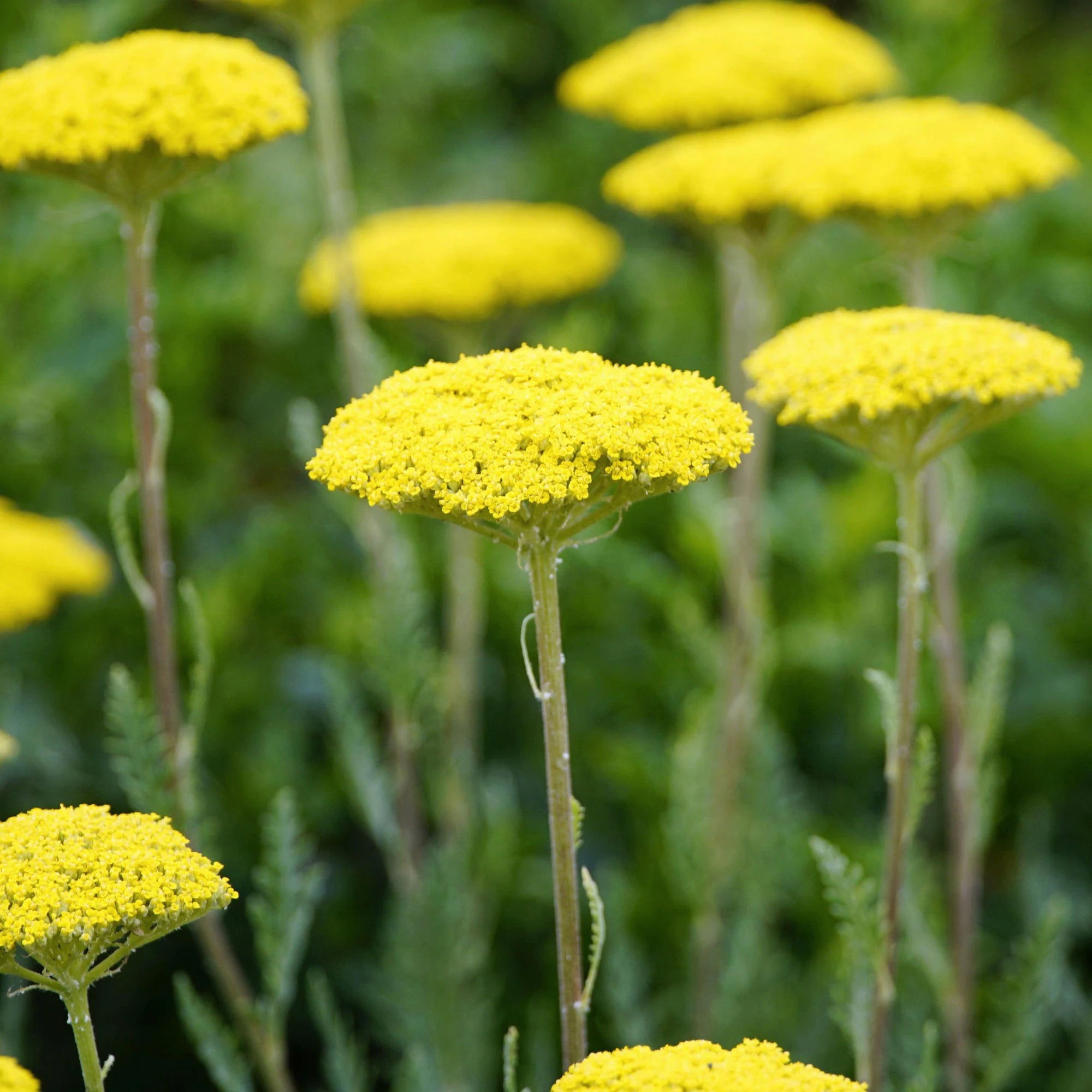 Golden Yarrow Seeds - Organic, Heirloom, Non GMO - Grow Indoors, Outdoors, In Pots, Grow Beds, Soil, Hydroponics  Aquaponics