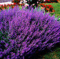 10/50/100 Blue CATMINT Nepeta Mussinii HERB Flower Seeds(10 Seeds)