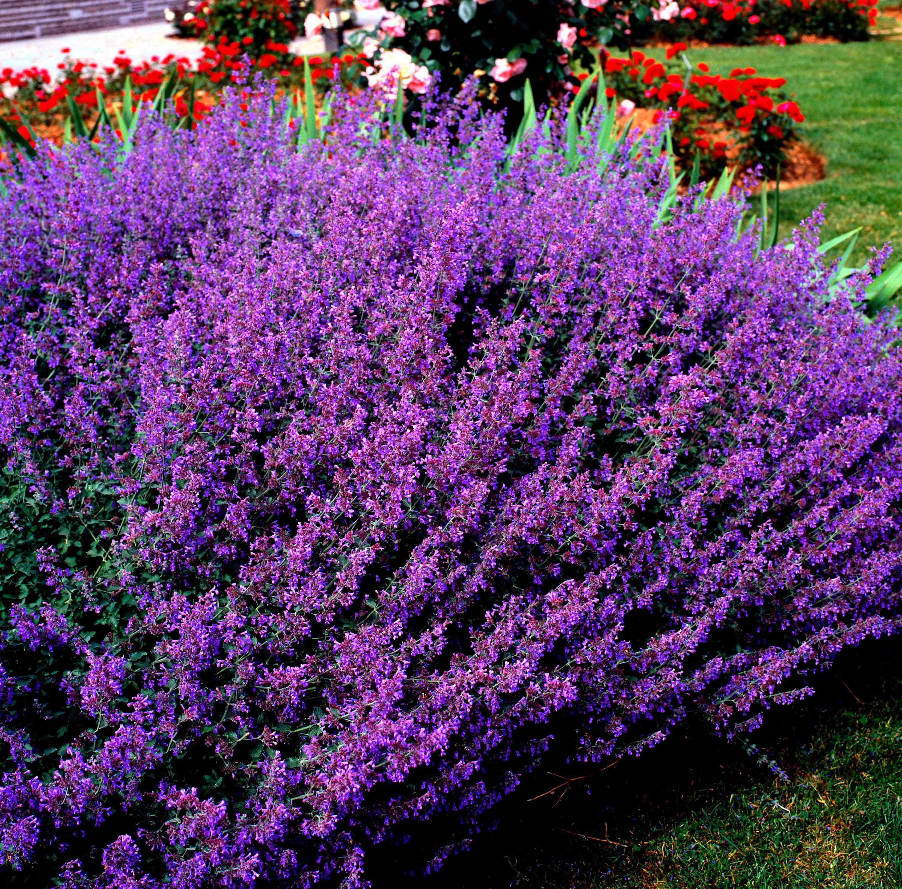 10/50/100 Blue CATMINT Nepeta Mussinii HERB Flower Seeds(10 Seeds)