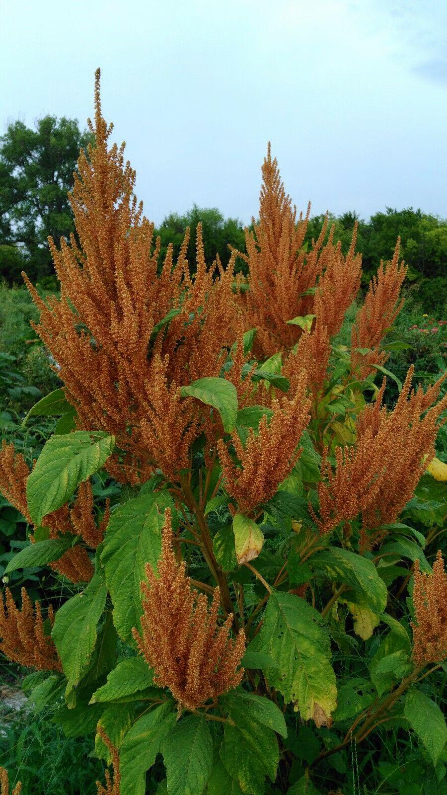 Giant Golden Amaranth, 2,000 seeds