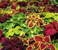 Coleus Rainbow Mix Seeds – Plectranthus Scutellarioides | Annual | Shade-Loving  Vibrant Foliage for Gardens  Containers(240 Seeds)