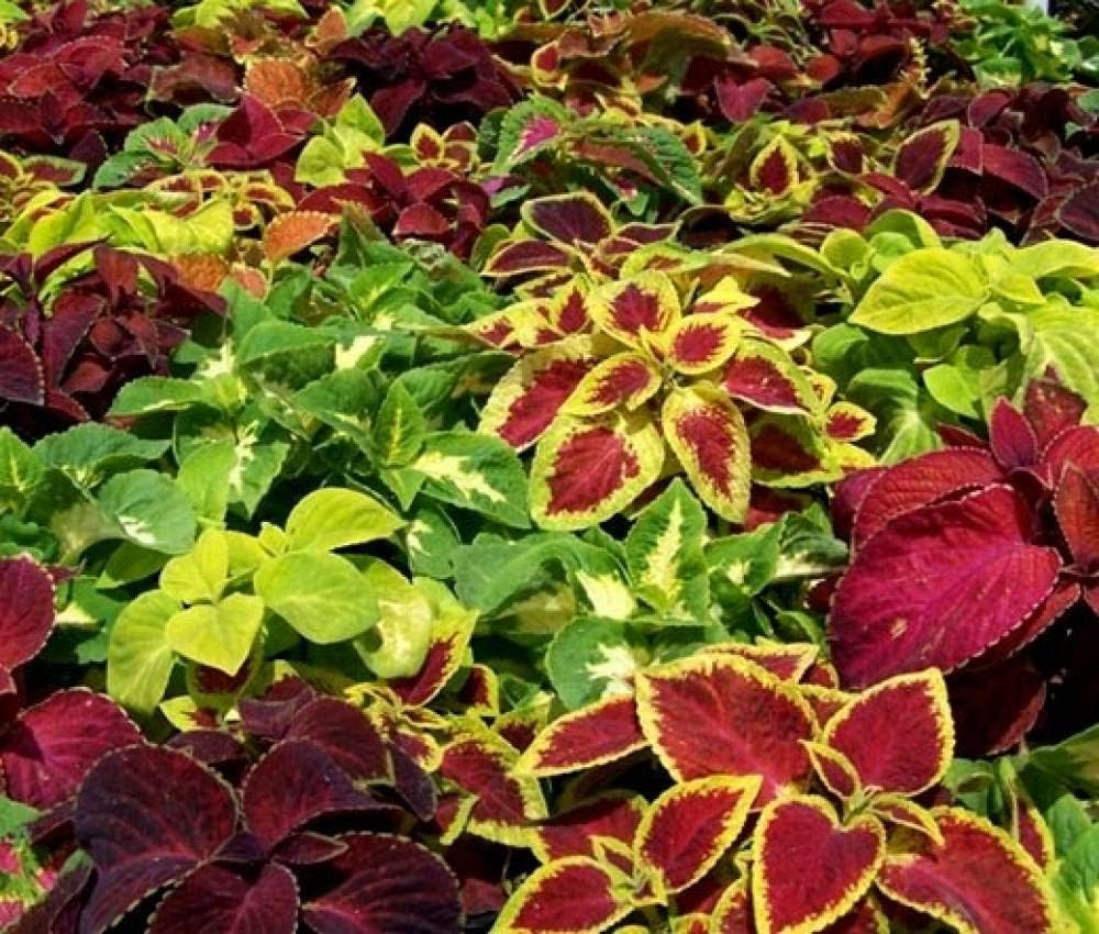 Coleus Rainbow Mix Seeds – Plectranthus Scutellarioides | Annual | Shade-Loving  Vibrant Foliage for Gardens  Containers(240 Seeds)