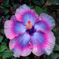 Pink Blue Giant Hibiscus 20 Seeds | Huge Perennial Garden Flowers | Rare Blooming Large-Bloom