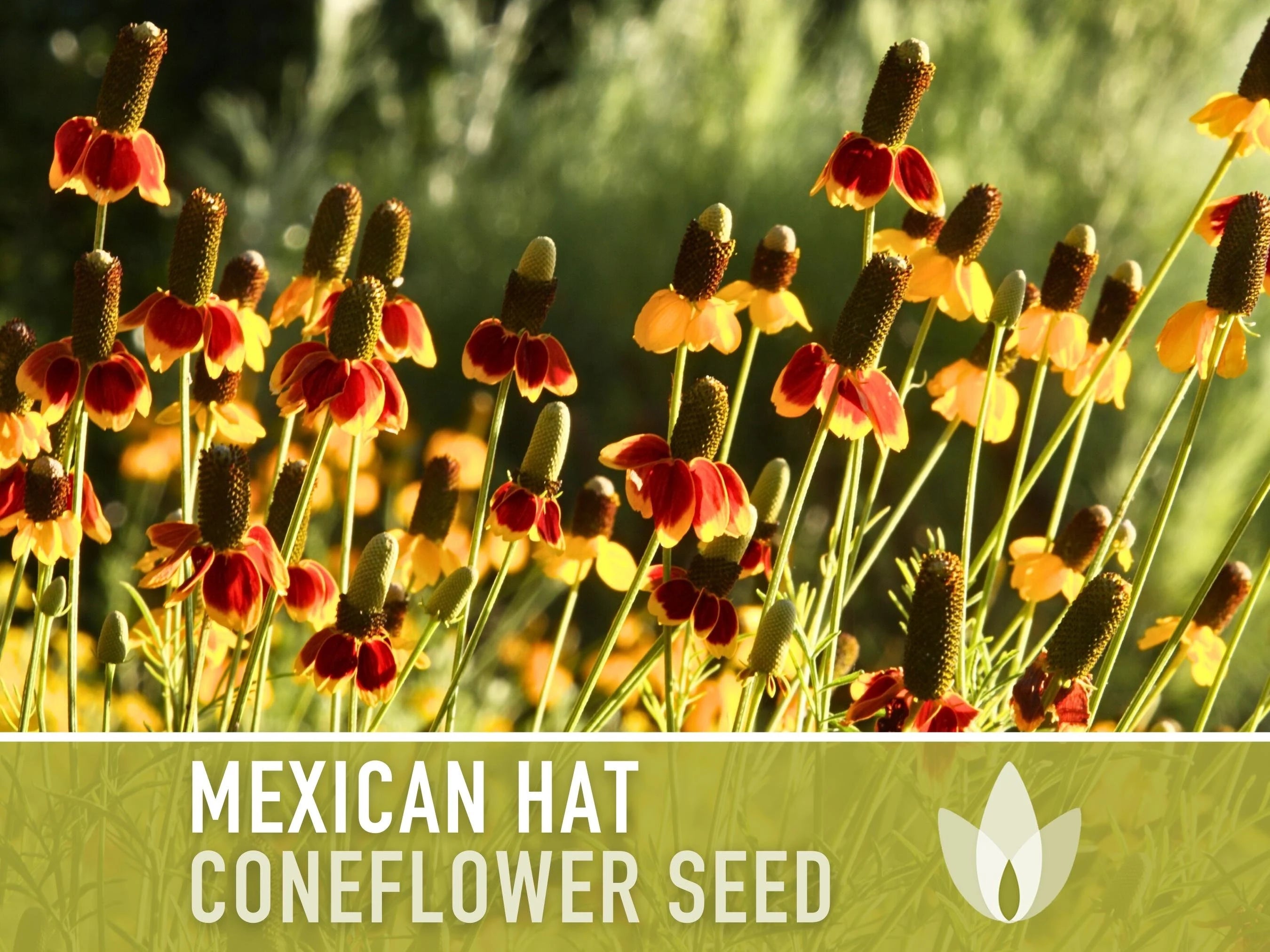 Mexican Hat Coneflower Seeds - Heirloom Seeds, Native Wildflower, Prairie Coneflower, Pollinator Friendly, Ratibida Columnifera, Non-GMO