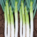 800pcs Giant Green Onion Seeds: Zhangqiu King Variety