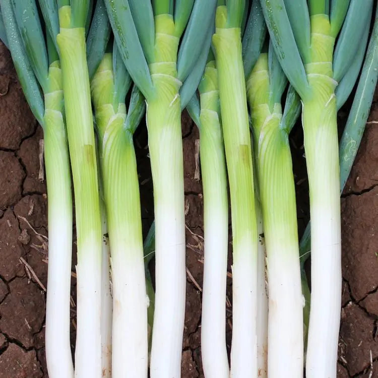 800pcs Giant Green Onion Seeds: Zhangqiu King Variety