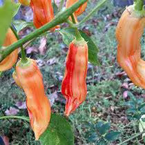 Sugar Rush Stripey Pepper Seeds