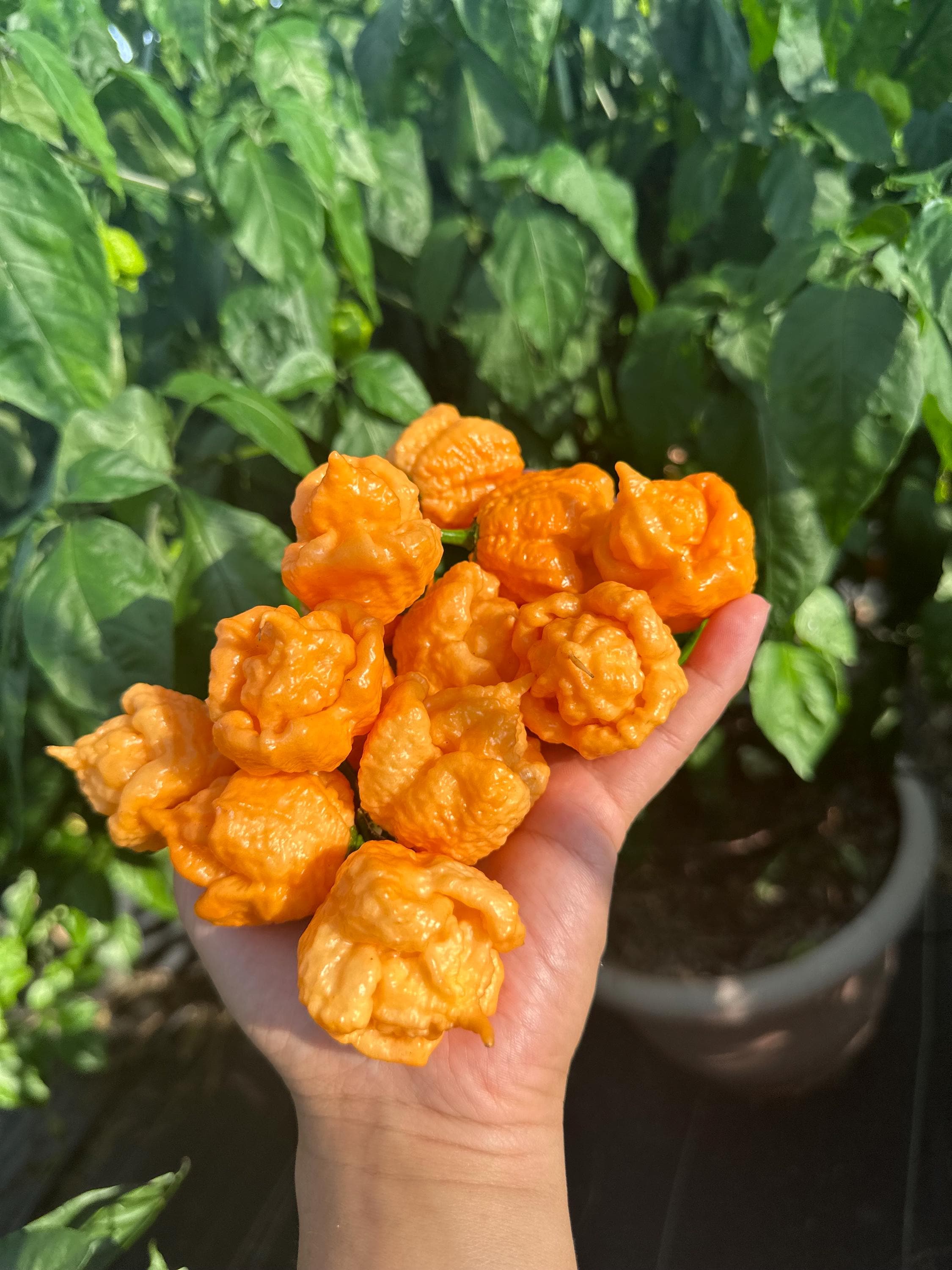 Fujiwhara Pepper Seeds