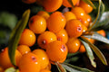 8/40/80 SEABERRY Sea Buckthorn Elaeagnus Hippophae Rhamnoides Orange Berry Fruit Shrub Yellow Flower Silver Foliage Seeds(8 Seeds)