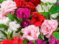 Camelia Flowered Mix Impatiens Seeds | Impatiens Balsamina | Non-GMO | Flower Seeds | Seed Store | 1262(50 Seeds)