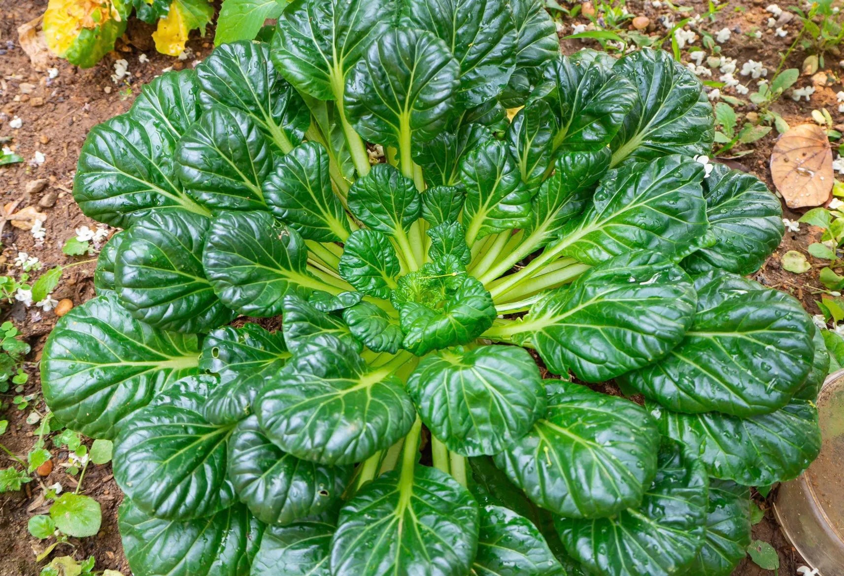 Tatsoi- Pak Choi - Rosette Tatsoi- cabbage family seeds