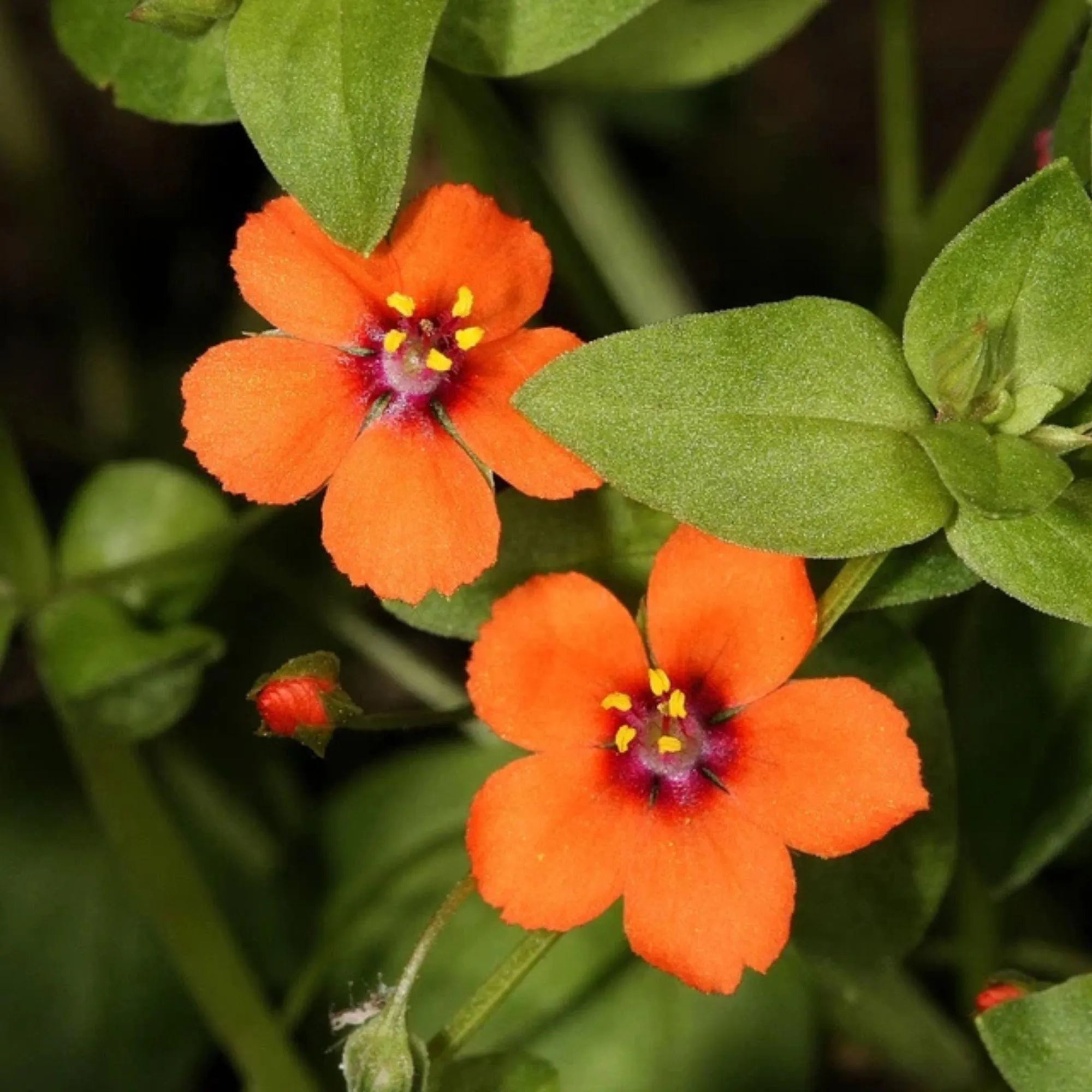 100 Scarlet Pimpernel Seeds: Orange Anagallis Arvensis Flowers
