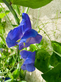 Heirloom Sweet Pea PURPLE color flower seeds only.  Amazing fragrance and hearty/EZ to grow 5-7seeds/pack