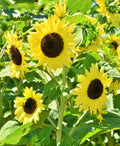 Lemon Queen,  Sunflower,   Heirloom Seeds,    Open Pollinated  Garden Seeds NonGMO