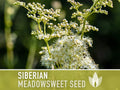 Siberian Meadowsweet Seeds - Heirloom Seeds, Traditional Medicinal Herb, Deer Resistant, Dropwort Seeds, Pink Fuzzy Blooms, Non-GMO