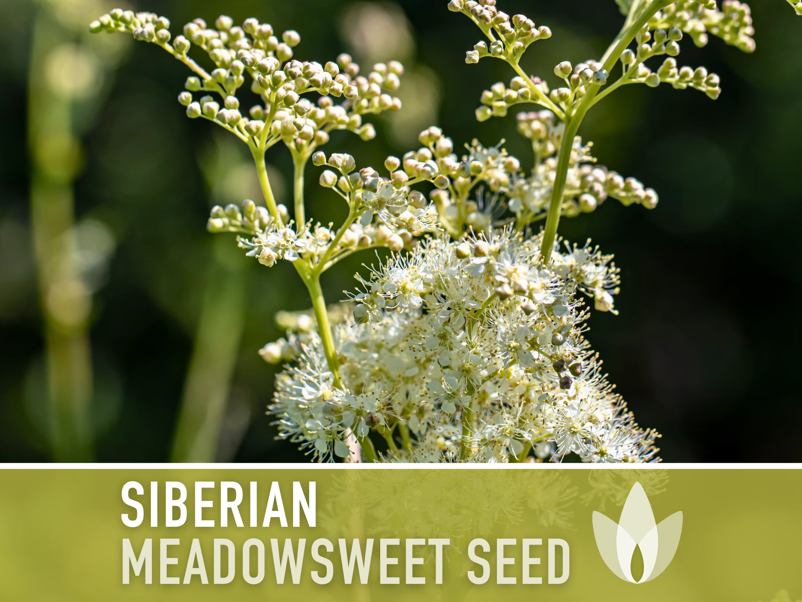 Siberian Meadowsweet Seeds - Heirloom Seeds, Traditional Medicinal Herb, Deer Resistant, Dropwort Seeds, Pink Fuzzy Blooms, Non-GMO