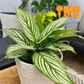 25+ Elliptica Calathea Seeds | Rare Tropical Houseplant | Ornamental Foliage | Indoor Decorative Plant