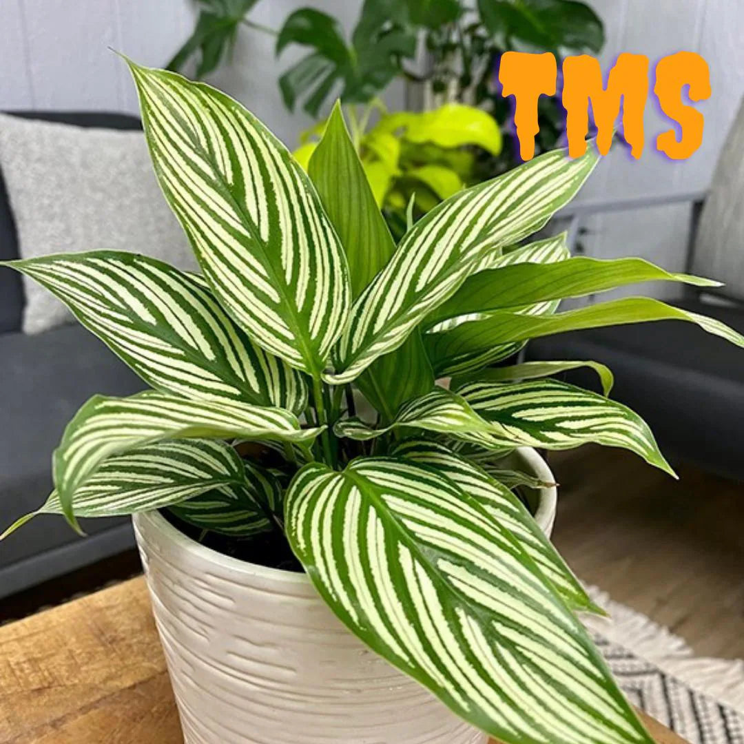 25+ Elliptica Calathea Seeds | Rare Tropical Houseplant | Ornamental Foliage | Indoor Decorative Plant