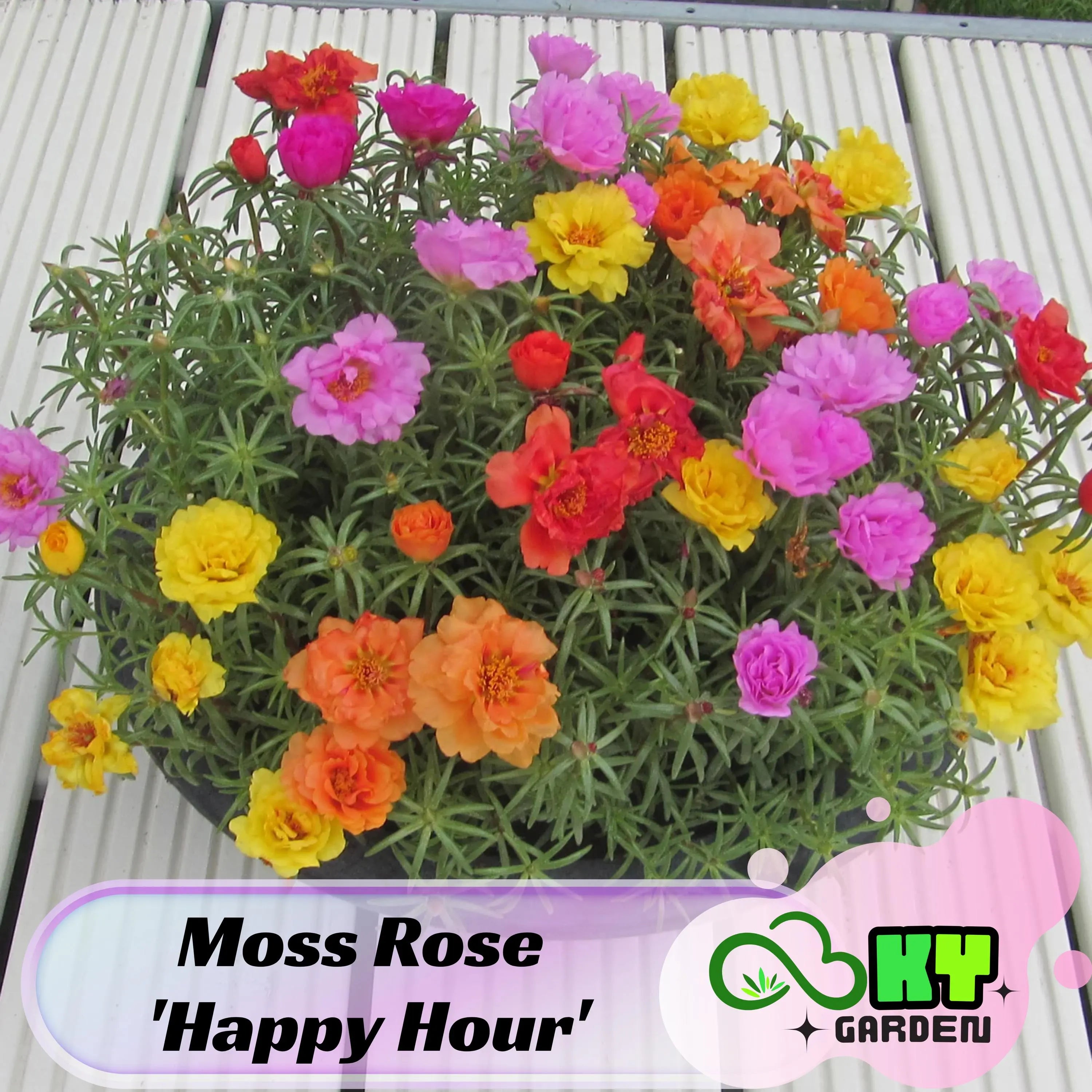 Moss Rose #39;Happy Hour#39; Seeds - Drought Tolerant, Low Maintenance, Ground Cover, Attracts Pollinators, Plant in Spring/Summer