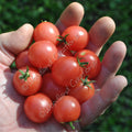Rosy Finch Micro Dwarf Tomato Seeds - Rare Pink Blushed Variety
