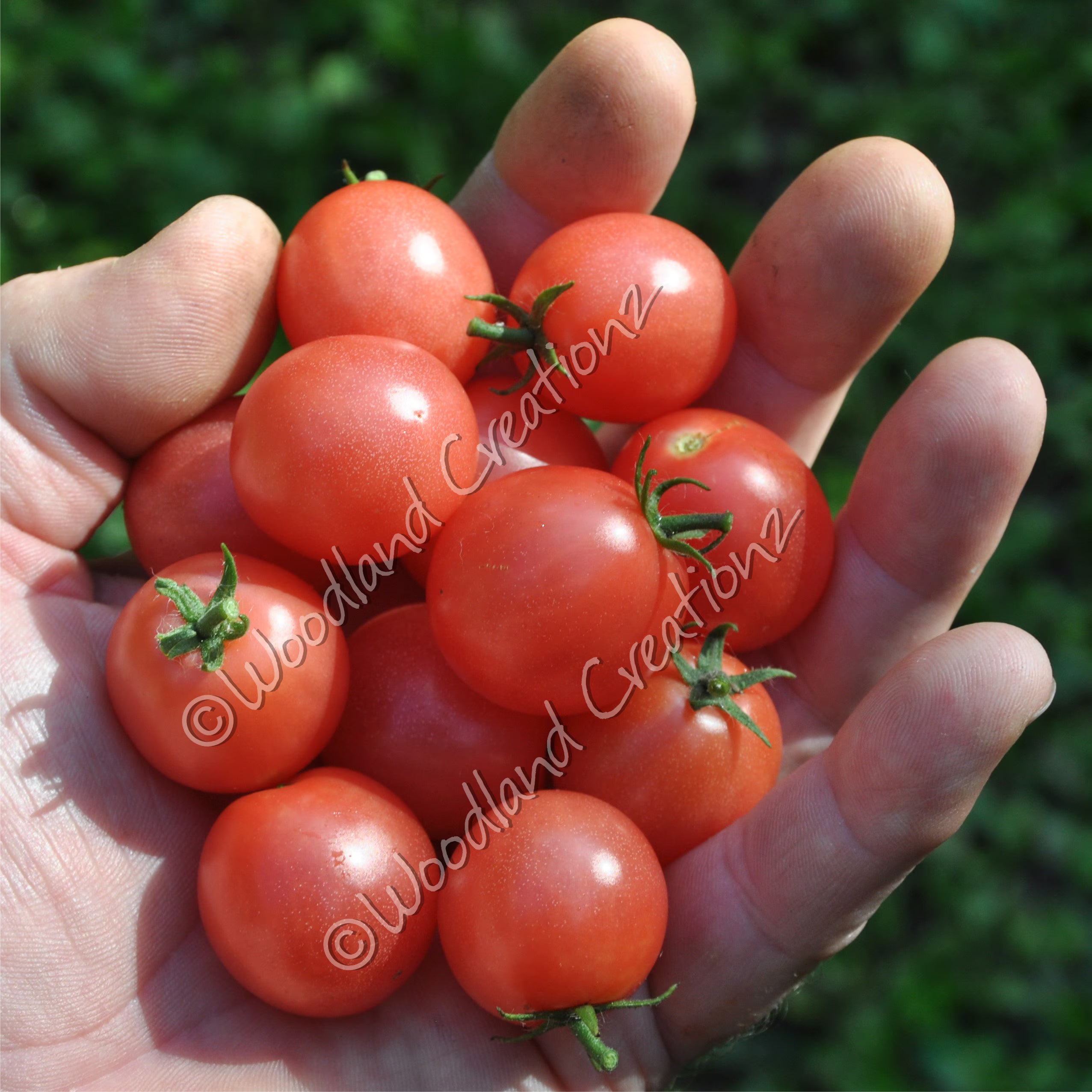 Rosy Finch Micro Dwarf Tomato Seeds - Rare Pink Blushed Variety