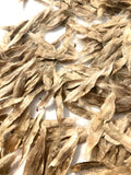 Southern CatalpaTree Seeds (CATALPA BIGNONIOIDES) (“Cigar Tree”)(5 seeds)