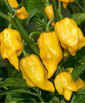 Lemon Habanero (Hot) Pepper Seeds(10 Seeds)