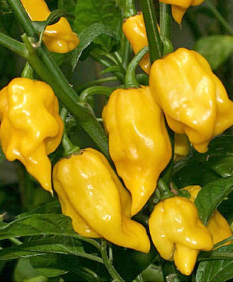 Lemon Habanero (Hot) Pepper Seeds(10 Seeds)