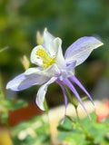 Columbine Mix  Seeds – Heirloom Flower, European | 50 Seeds |Perennial, Easy to Grow |Cut Flowers |  Aquilegia viridiflora