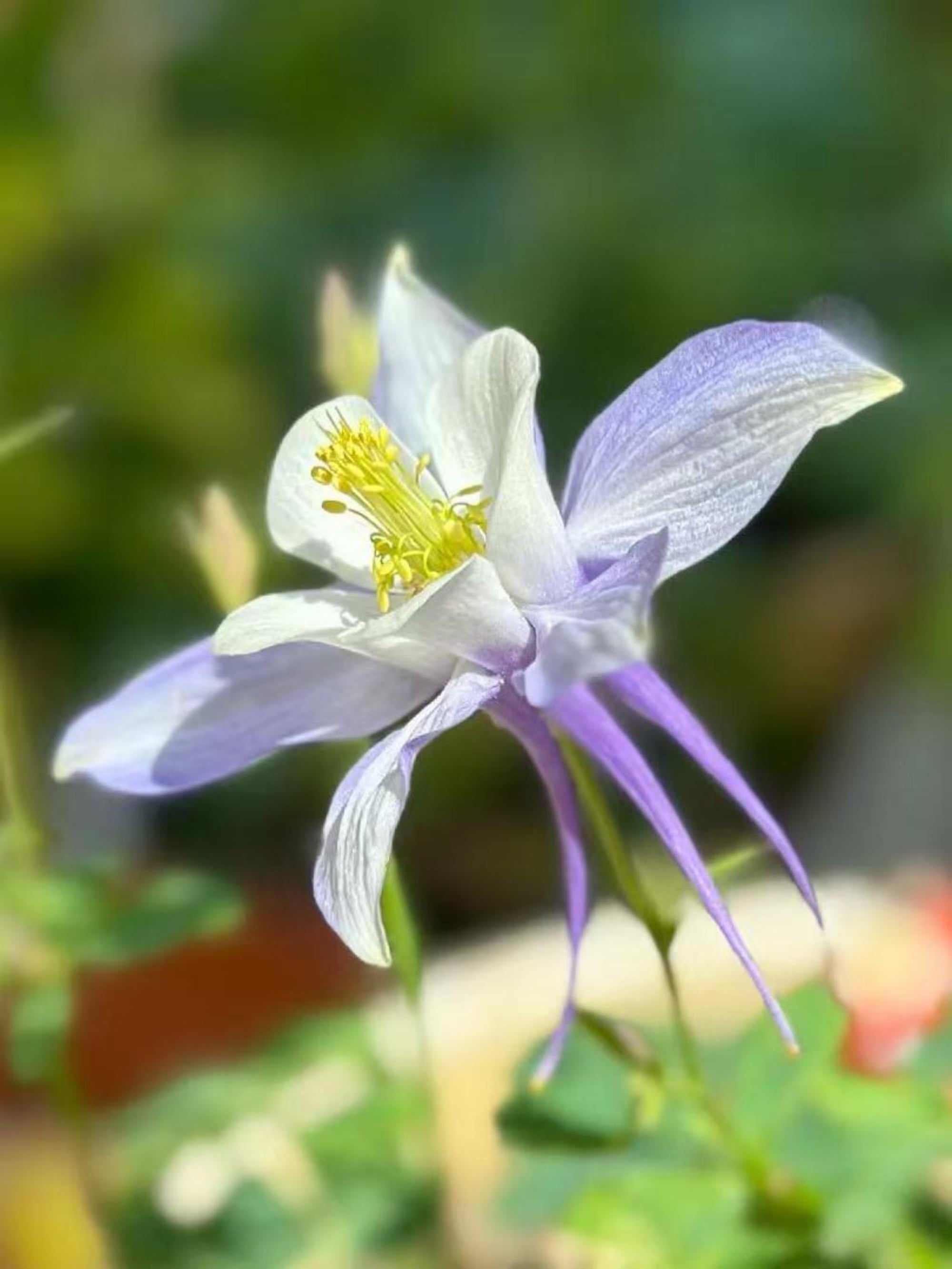 Columbine Mix  Seeds – Heirloom Flower, European | 50 Seeds |Perennial, Easy to Grow |Cut Flowers |  Aquilegia viridiflora