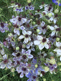 Nigella Delft Blue Nigella seeds 50