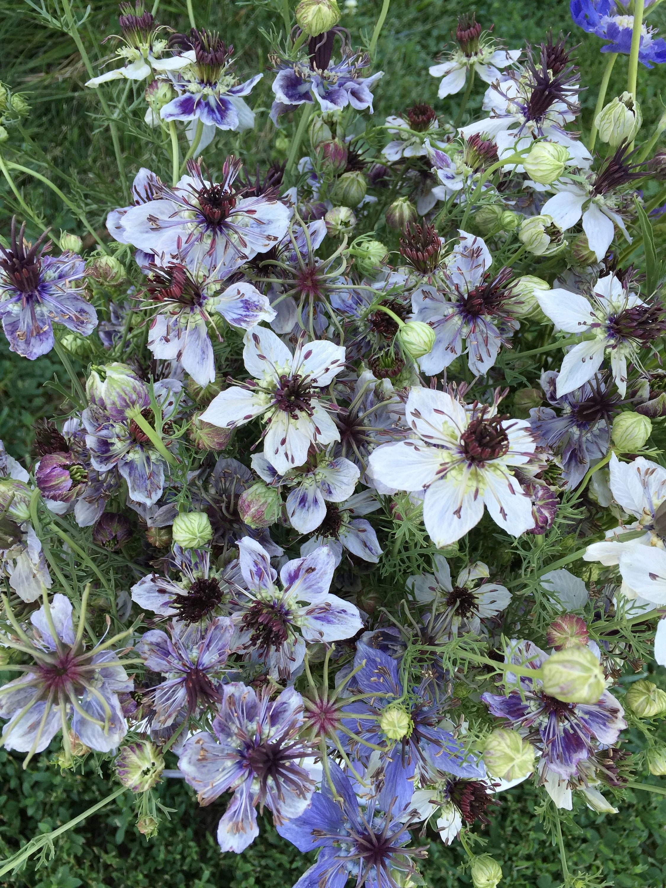 Nigella Delft Blue Nigella seeds 50