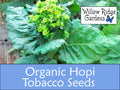 Organic Hopi Tobacco Seeds, 100+ Seeds, Medicinal Herbs, Heirloom Seeds, Non GMO, Plant, USA Grown