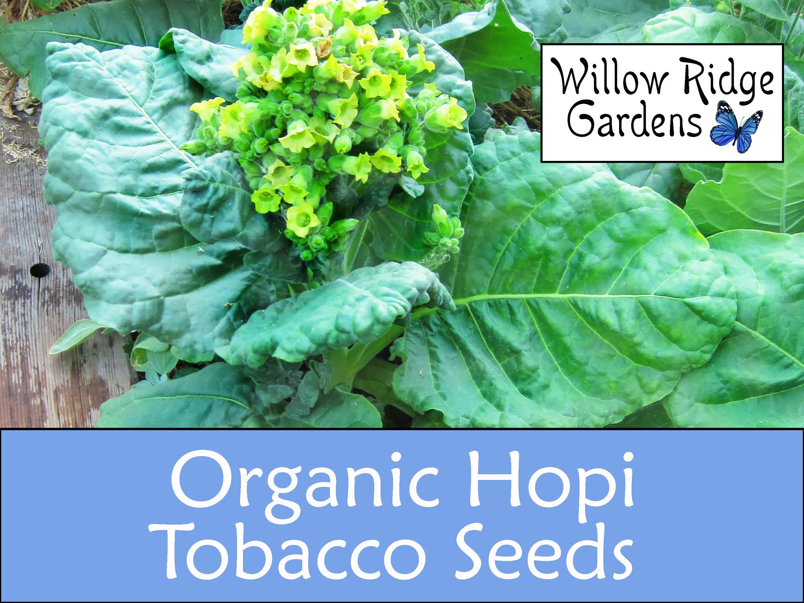 Organic Hopi Tobacco Seeds, 100+ Seeds, Medicinal Herbs, Heirloom Seeds, Non GMO, Plant, USA Grown