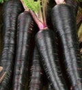 Black Nebula Carrot Seeds