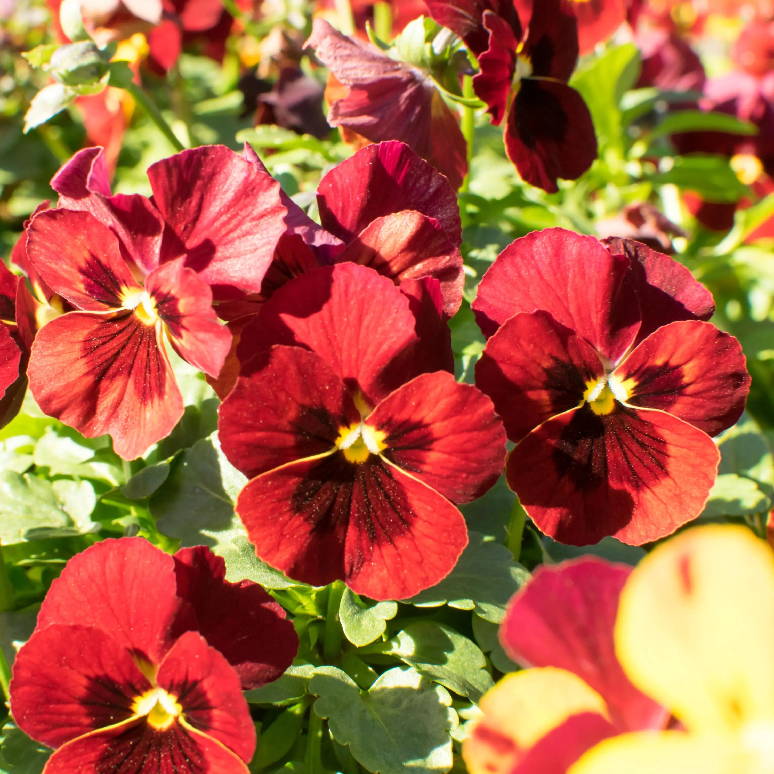 Red Blotch Pansy Seeds - Cold Resistant - Open-Pollinating - Self-Pollinating - Draft Resistant - Plant in late Summer/Spring(20 Seeds)