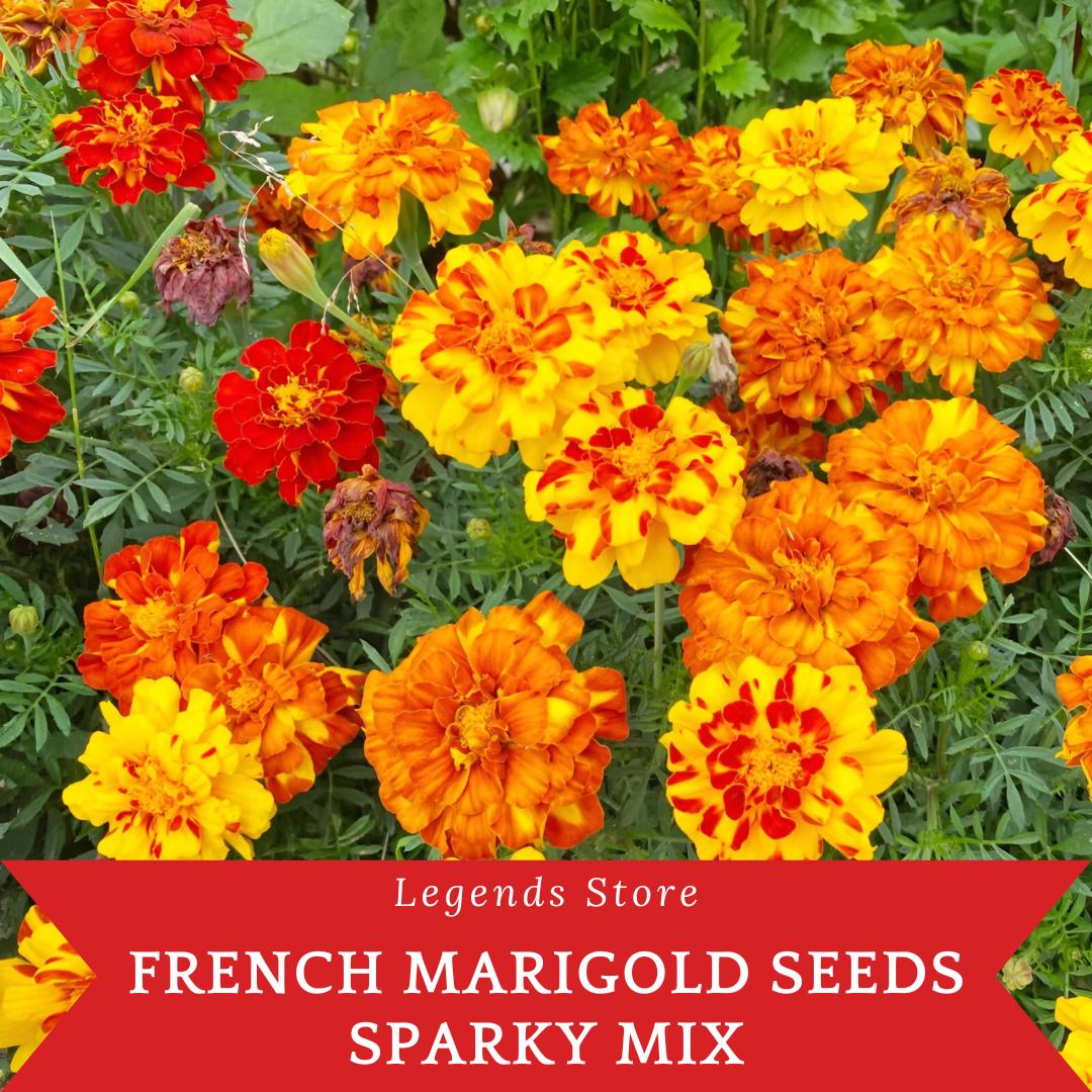 300 French Marigold Seeds Sparky Mix – Bright Orange Yellow Blooms – Easy Annual Flower for Garden, Beds, Pots, Landscaping