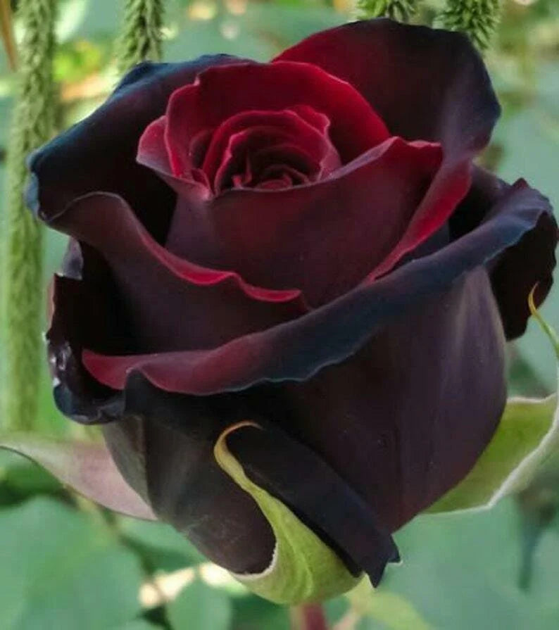 50 Red Black Rose Seeds Flower Bush Perennial Bloom Shrub Flowering Seed